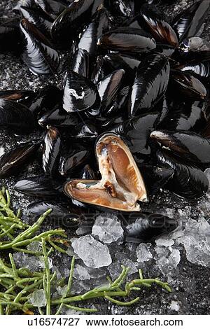 Bed of Mediterranean mussels View Large Photo Image Stock Photo - Bed of Mediterranean mussels. Fotosearch
