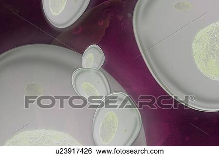 Blood cells under microscope View Large Photo Image Stock Photograph - Blood cells under microscope. Fotosearch
