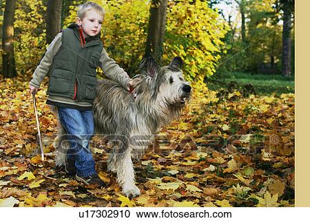 Boy walking dog in autumn leaves View Large Photo Image Stock Image - Boy walking dog in autumn leaves. Fotosearch