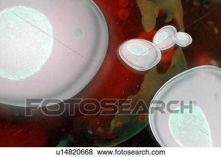 Stock Photo - Cells under microscope. Fotosearch