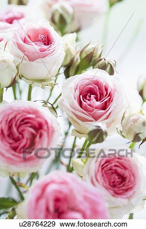 Close up of blooming pink roses View Large Photo Image Stock Photo - Close up of blooming pink roses. Fotosearch