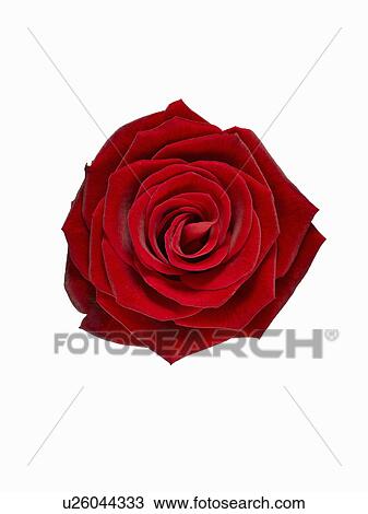 Stock Image - Close up of blooming red rose. Fotosearch