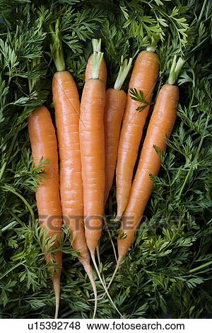 Close up of bunch of carrots View Large Photo Image Stock Photo - Close up of bunch of carrots. Fotosearch