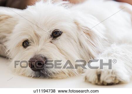 Stock Photo - Close up of dogs face. Fotosearch
