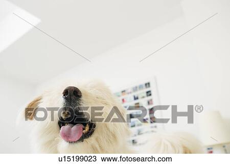 Stock Image - Close up of dogs panting mouth. Fotosearch
