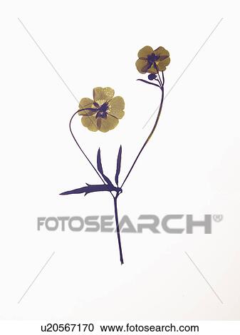 Close up of dried flower specimen View Large Photo Image Stock Image - Close up of dried flower specimen. Fotosearch