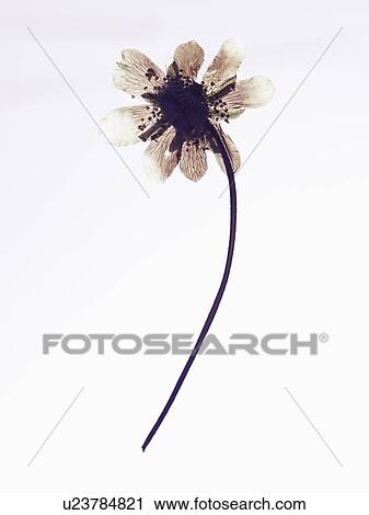 Close up of dried flower specimen View Large Photo Image Stock Image - Close up of dried flower specimen. Fotosearch