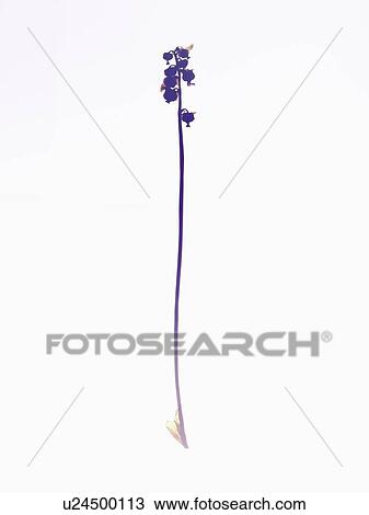Stock Image - Close up of dried flower specimen. Fotosearch