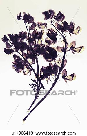 Close up of dried flower specimen View Large Photo Image Stock Photo - Close up of dried flower specimen. Fotosearch