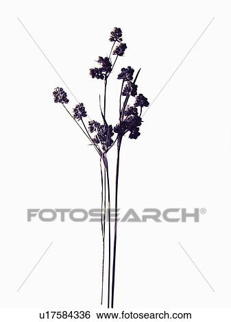 Close up of dried flower specimen View Large Photo Image Stock Photograph - Close up of dried flower specimen. Fotosearch