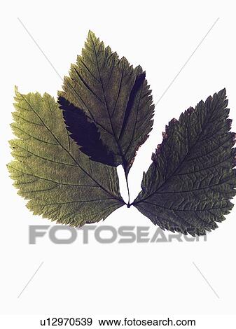 Stock Photo - Close up of dried leaf specimen. Fotosearch