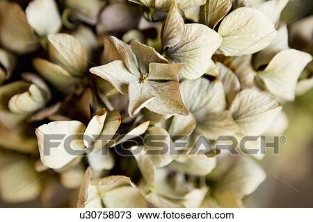 Close up of dried leaves View Large Photo Image Stock Image - Close up of dried leaves. Fotosearch