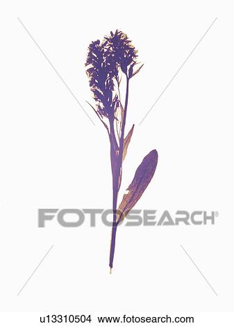 Picture - Close up of dried plant specimen. Fotosearch