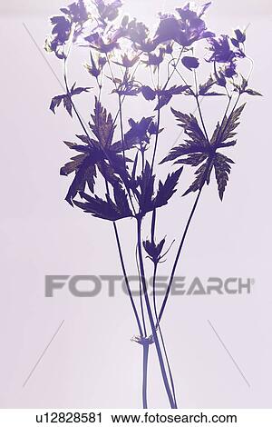 Close up of dried plant specimen View Large Photo Image Stock Image - Close up of dried plant specimen. Fotosearch