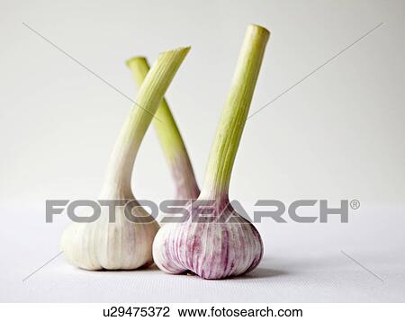 Stock Image - Close up of garlic bulbs. Fotosearch