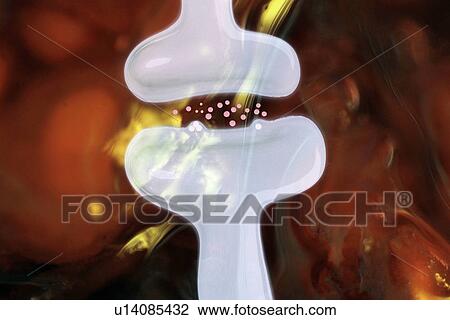Close up of neurons and synaptic cleft View Large Photo Image Stock Image - Close up of neurons and synaptic cleft. Fotosearch