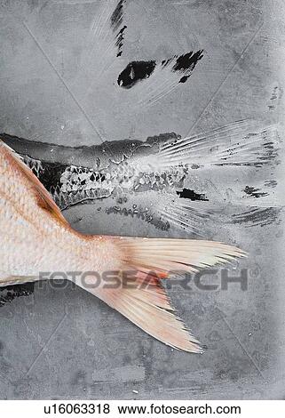 Stock Photo - Close up of red tilapia tale. Fotosearch