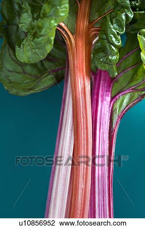Stock Image - Close up of rhubarb stocks. Fotosearch