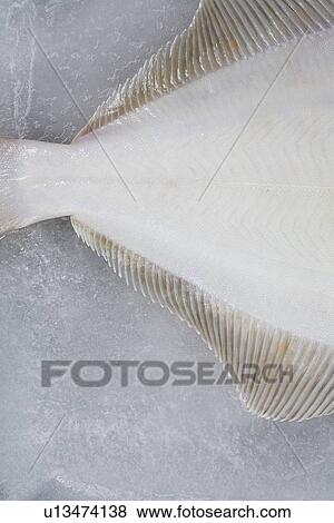 Close up of sole fish on ice View Large Photo Image Stock Photo - Close up of sole fish on ice. Fotosearch