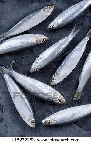 Stock Image - Close up of whitebait fish. Fotosearch