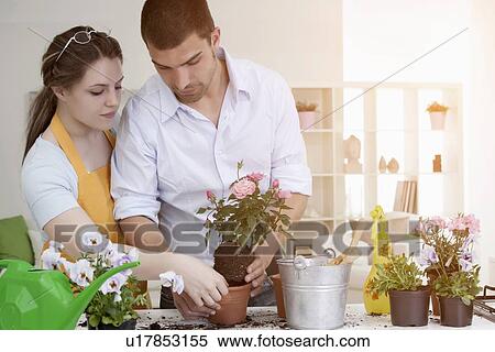 Couple de-potting plants together View Large Photo Image Stock Photography - Couple de-potting plants together. Fotosearch