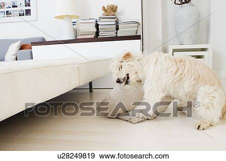 Stock Photo - Dog biting pillow in living room. Fotosearch