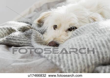 Dog laying on bed View Large Photo Image Stock Image - Dog laying on bed. Fotosearch
