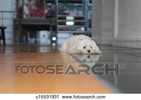 Dog laying on tiled floor View Large Photo Image Stock Image - Dog laying on tiled floor. Fotosearch