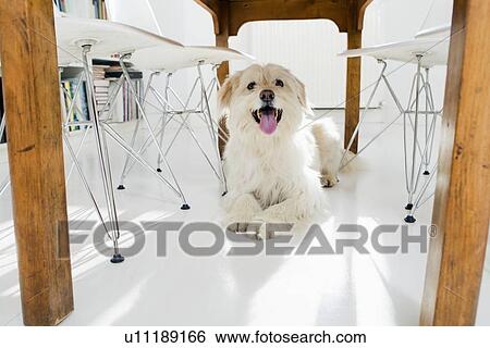 Dog panting under kitchen table View Large Photo Image Stock Photograph - Dog panting under kitchen table. Fotosearch