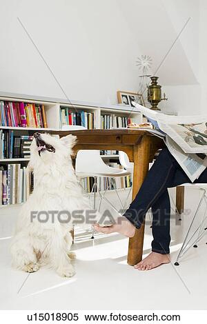 Stock Photography - Dog playing in kitchen. Fotosearch