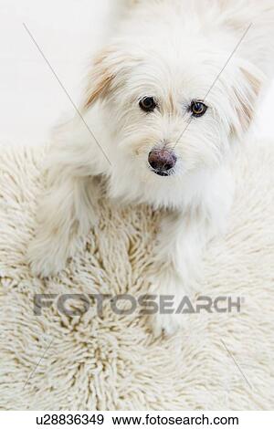 Stock Photo - Dog relaxing on rug. Fotosearch