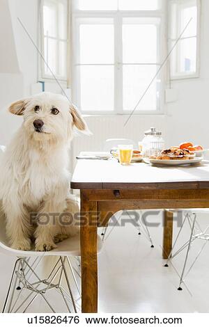 Dog sitting at table View Large Photo Image Stock Photograph - Dog sitting at table. Fotosearch