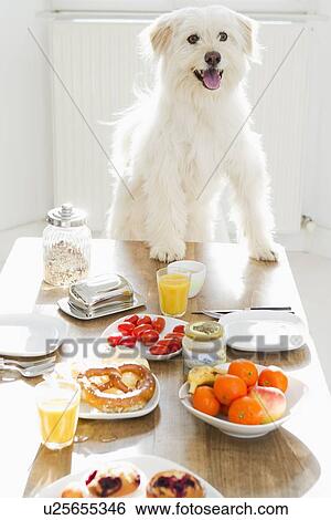 Dog sitting at table View Large Photo Image Stock Photograph - Dog sitting at table. Fotosearch