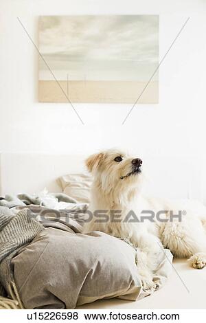 Stock Photo - Dog sitting on bed. Fotosearch