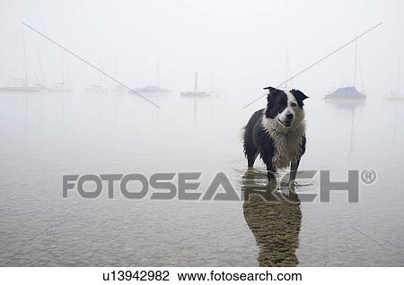 Dog wading in still lake View Large Photo Image Stock Image - Dog wading in still lake. Fotosearch