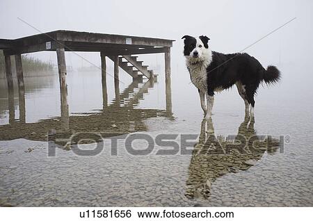 Stock Photograph - Dog wading in still lake. Fotosearch