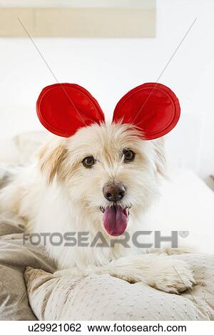 Dog wearing toy ears on bed View Large Photo Image Stock Image - Dog wearing toy ears on bed. Fotosearch