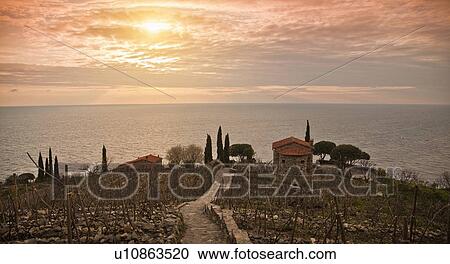 Dry vineyard and houses on coastline View Large Photo Image Stock Image - Dry vineyard and houses on coastline. Fotosearch