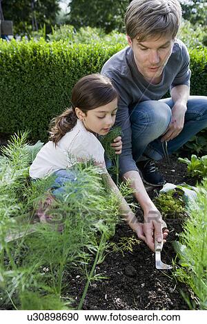 Father and daughter gardening together View Large Photo Image Stock Image - Father and daughter gardening together. Fotosearch