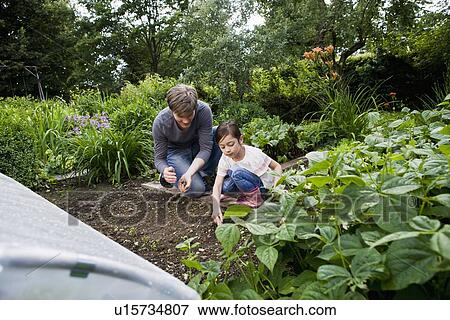 Father and daughter gardening together View Large Photo Image Stock Photo - Father and daughter gardening together. Fotosearch
