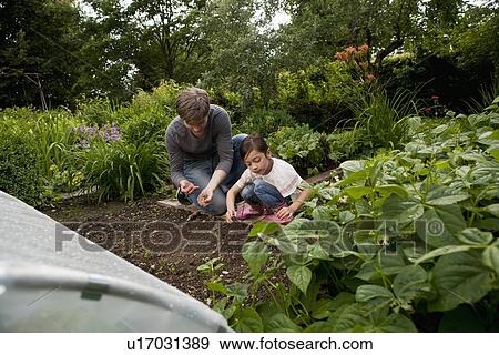 Stock Photo - Father and daughter gardening together. Fotosearch