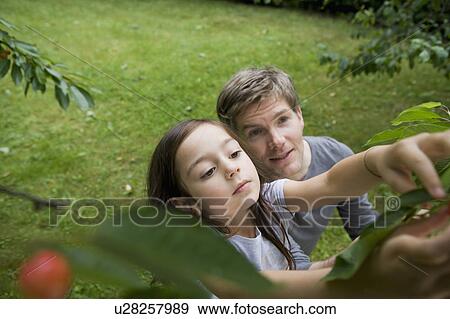 Father and daughter picking fruit View Large Photo Image Stock Photo - Father and daughter picking fruit. Fotosearch