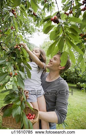 Father and daughter picking fruit View Large Photo Image Stock Photography - Father and daughter picking fruit. Fotosearch