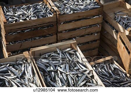 Freshly caught fish in crates View Large Photo Image Picture - Freshly caught fish in crates. Fotosearch