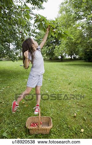 Girl picking fruit in backyard View Large Photo Image Stock Photo - Girl picking fruit in backyard. Fotosearch