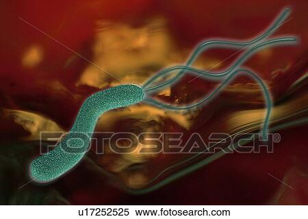 Stock Photography - Helico bacteria cell under microscope. Fotosearch