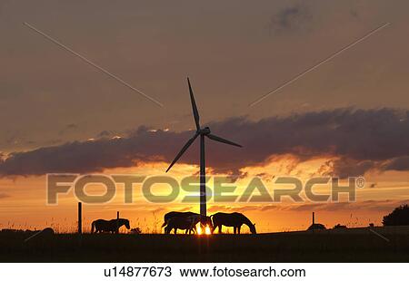 Horses and wind turbine at sunset View Large Photo Image Stock Image - Horses and wind turbine at sunset. Fotosearch