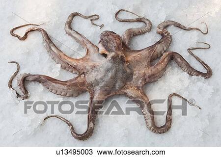 Octopus on bed of rock salt View Large Photo Image Stock Image - Octopus on bed of rock salt. Fotosearch