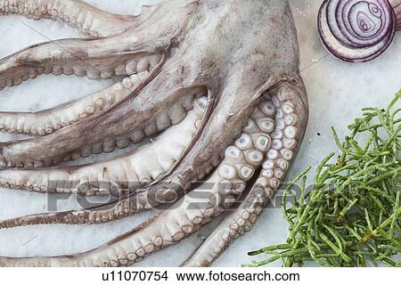 Picture - Octopus with herbs on bed of rock salt. Fotosearch