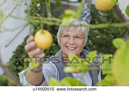 Older woman picking fruit outdoors View Large Photo Image Stock Image - Older woman picking fruit outdoors. Fotosearch